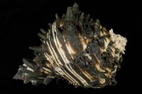 藏品(黑骨螺)的圖片